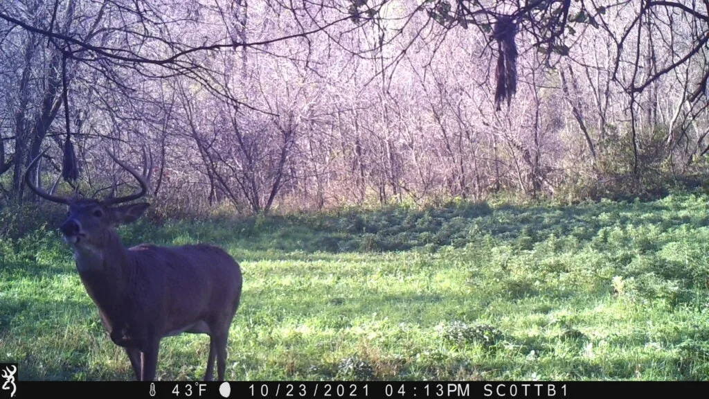 Whitetail Buck Making Scrape