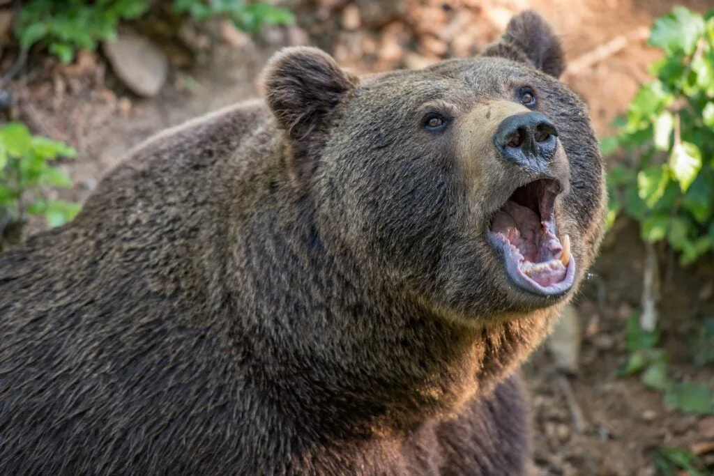 Brown bear