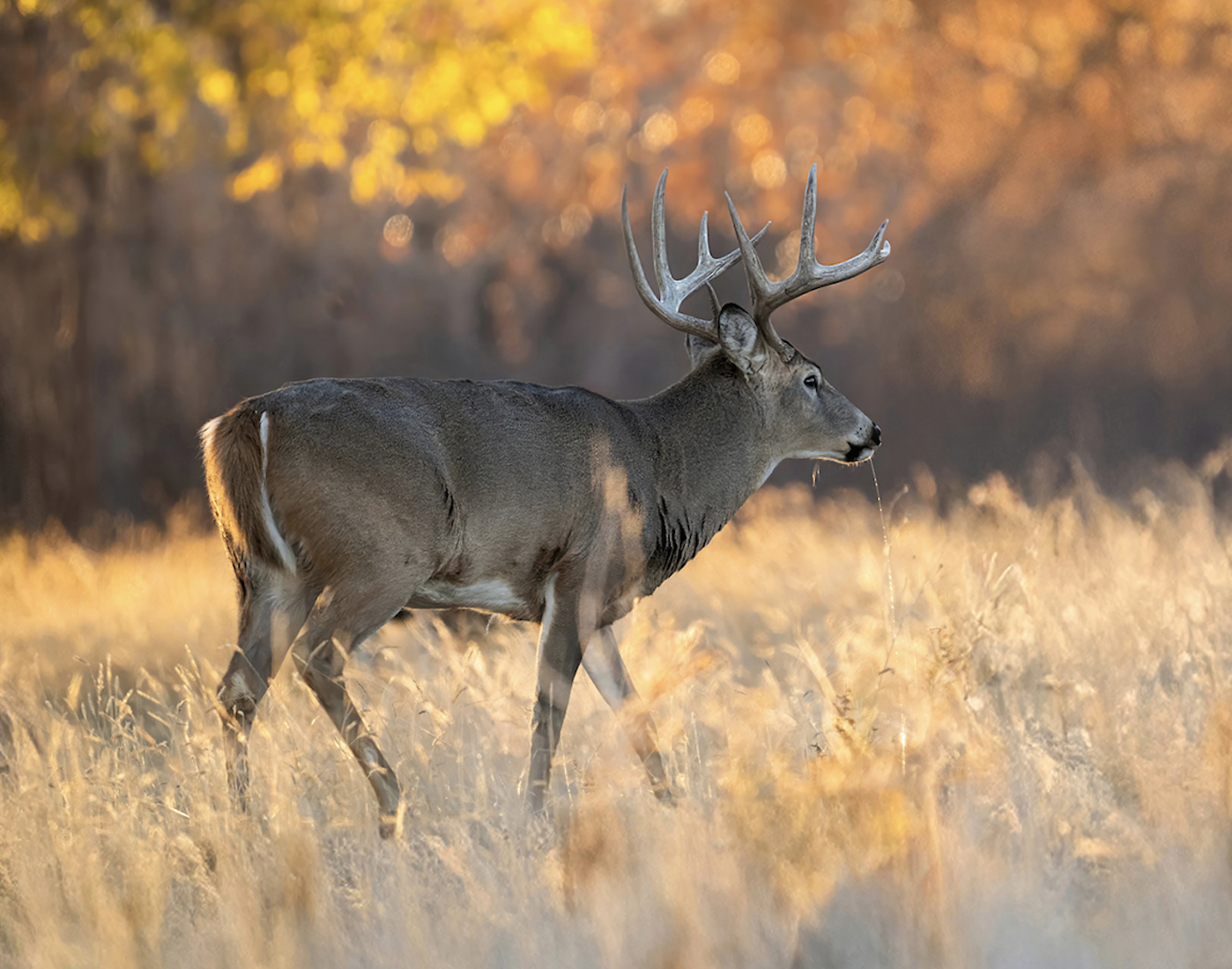 A whitetail buck walks through the woods with fall colors in the background. 