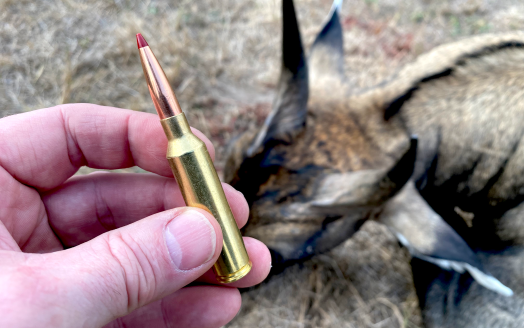 7mm PRC ammo being held above a dead nilgai.