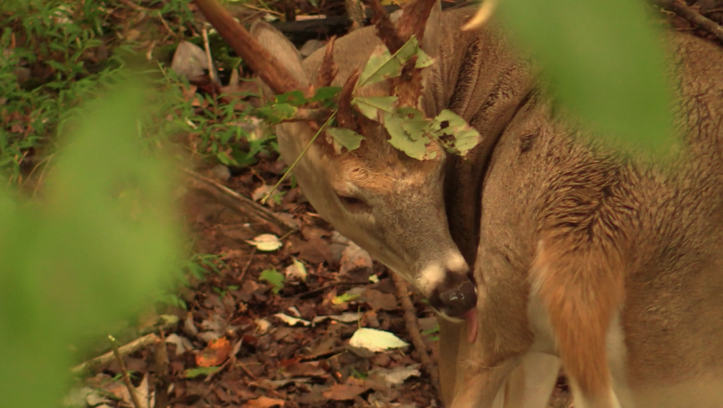 photo of whitetail deer grooming