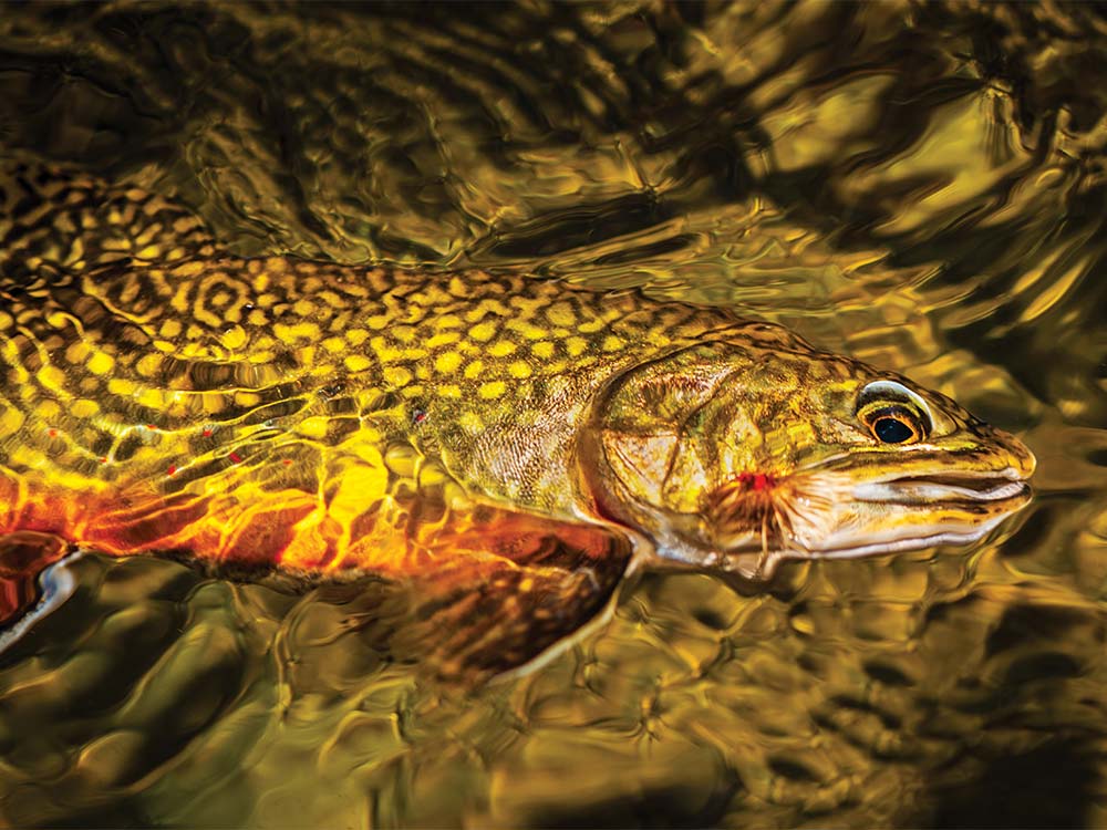 A wild brook trout in the water.
