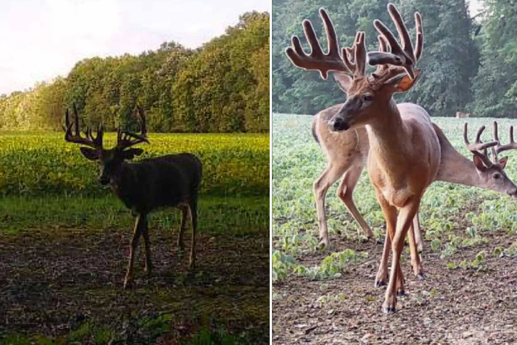 Trail camera photos show a trophy whitetail in northern Ohio. 