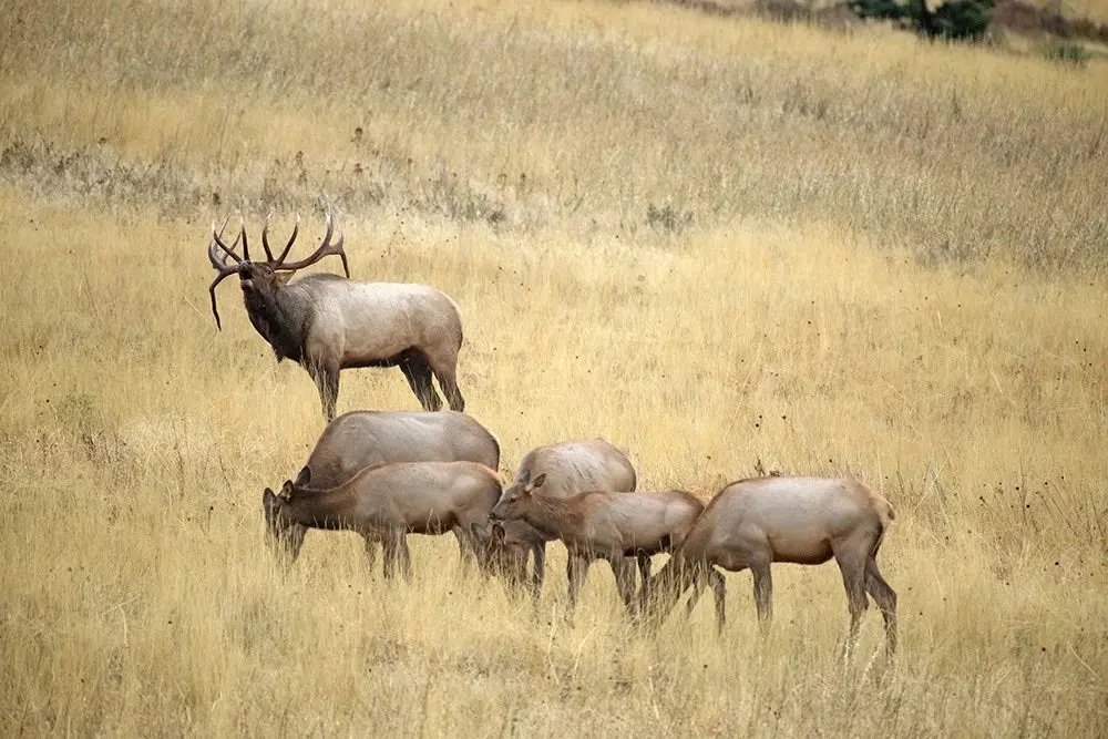 Elk herd in the fall