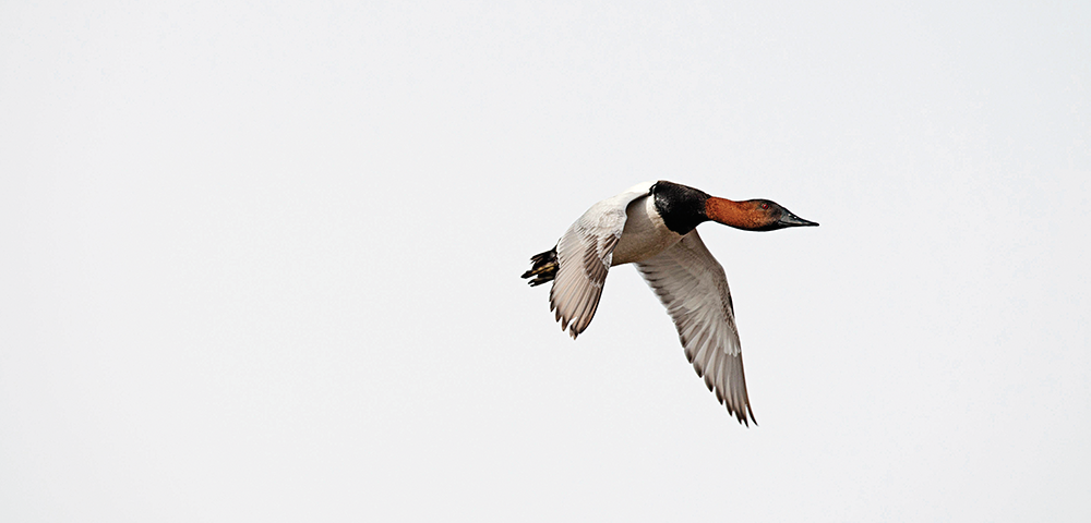 *Canvasback.*