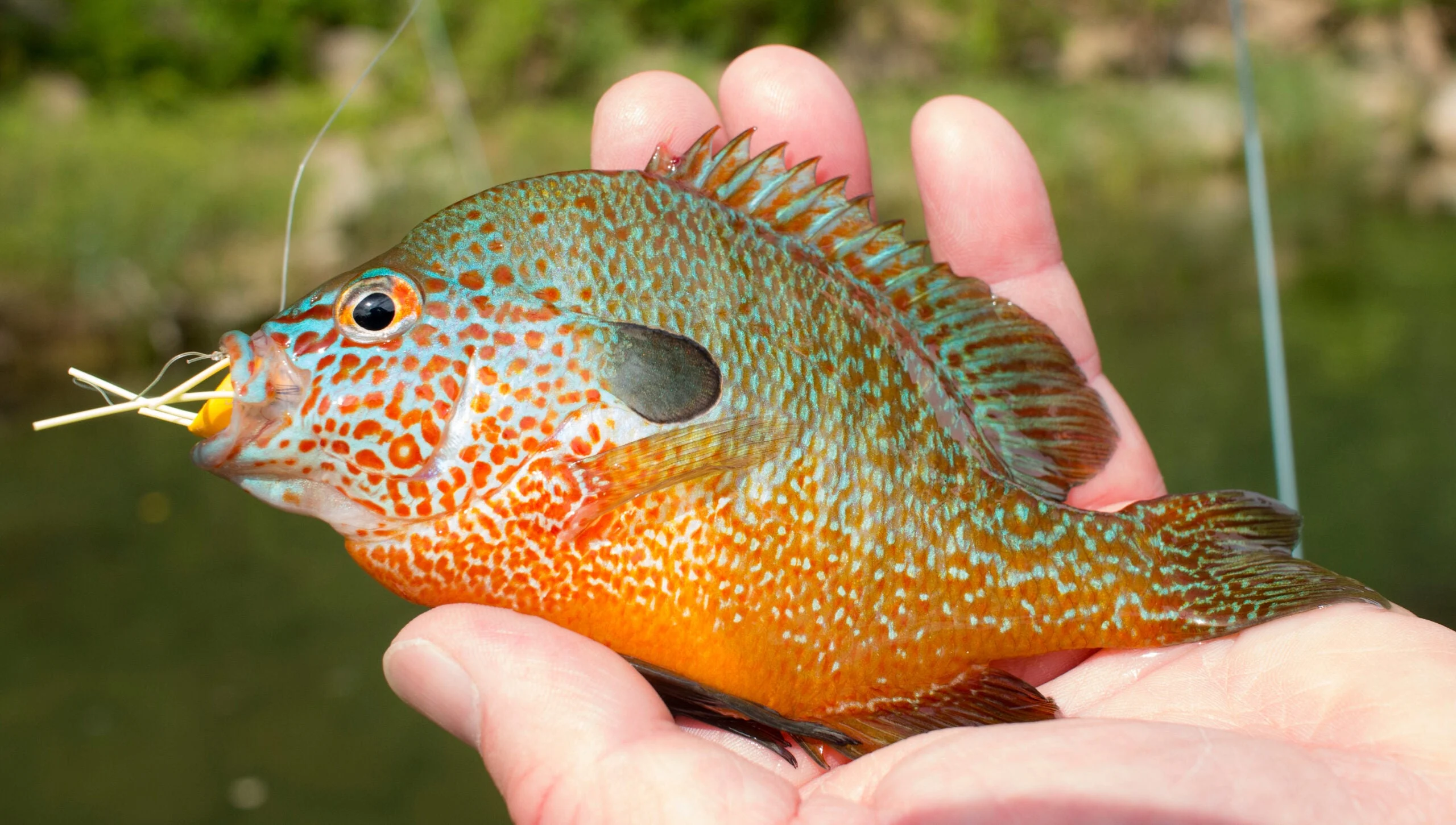 Fisherman holds a longear sunfish