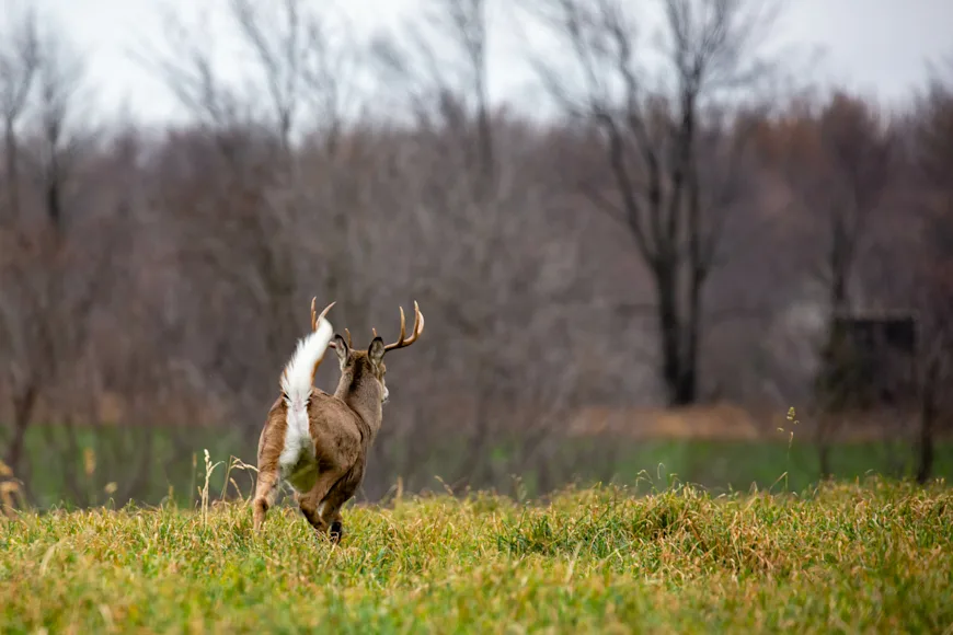 A whitetail deer flees across a green field.