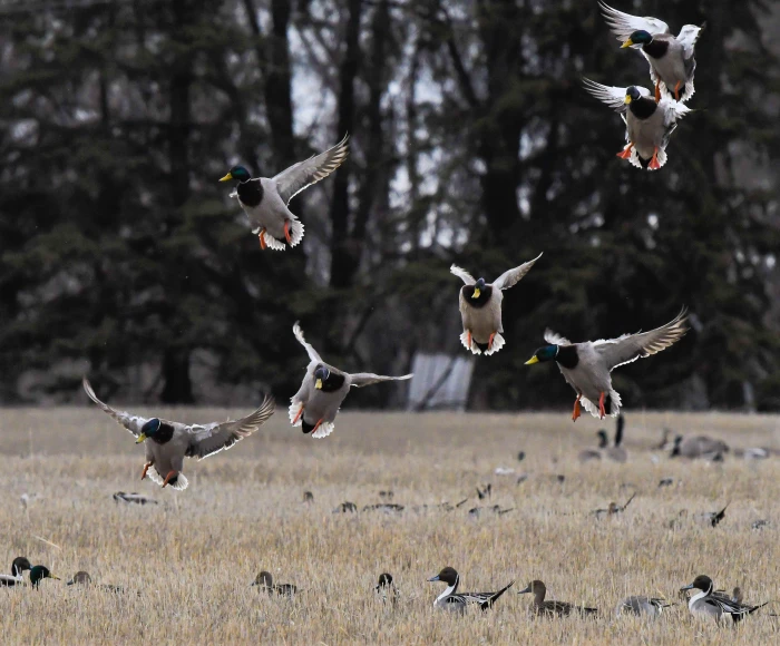 A flock of mallards landing in a dry field.