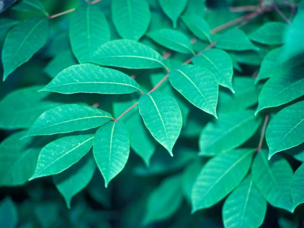 poison sumac plant