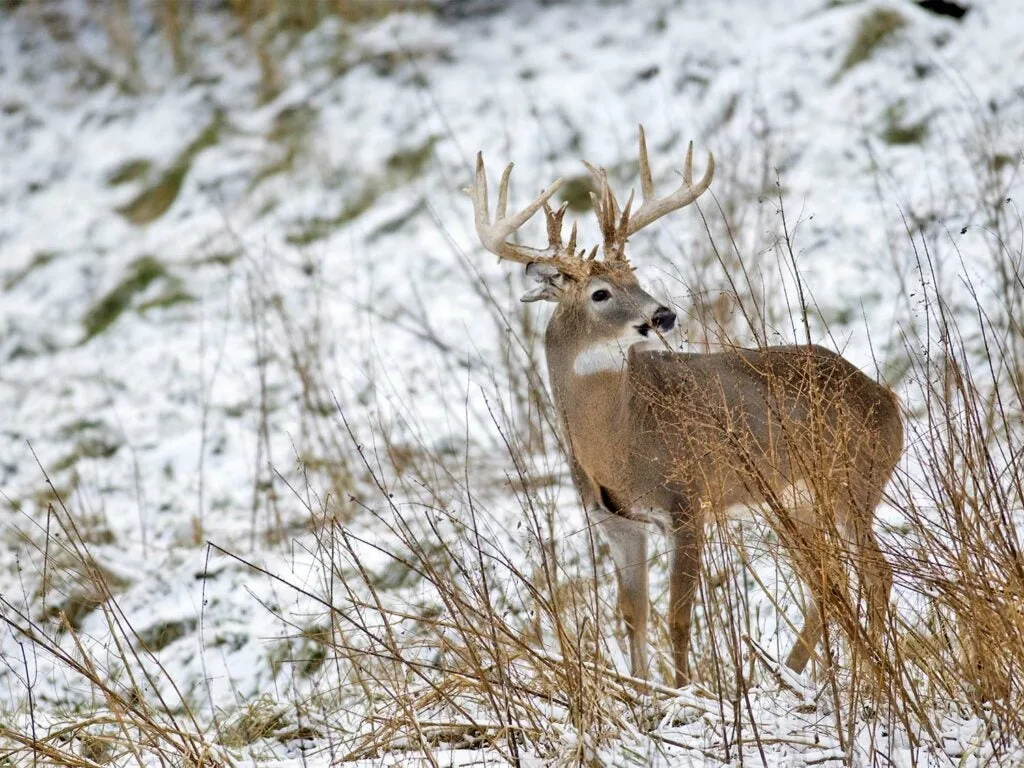 A whitetail buck walks through the snow on a hillside.