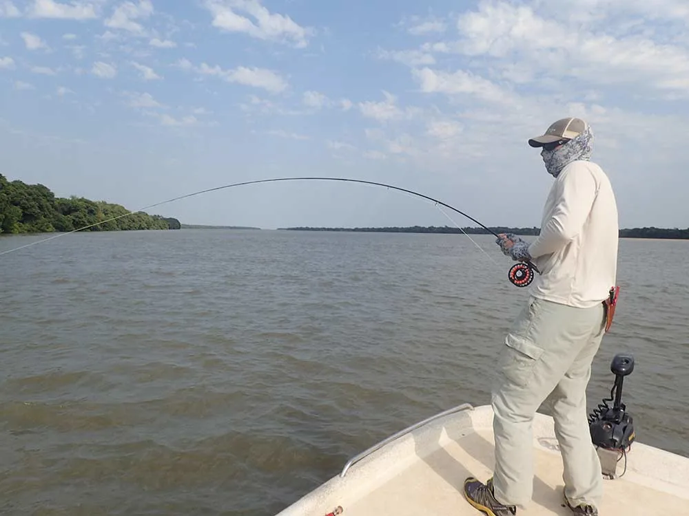 fisherman fighting a golden dorado on the parana river