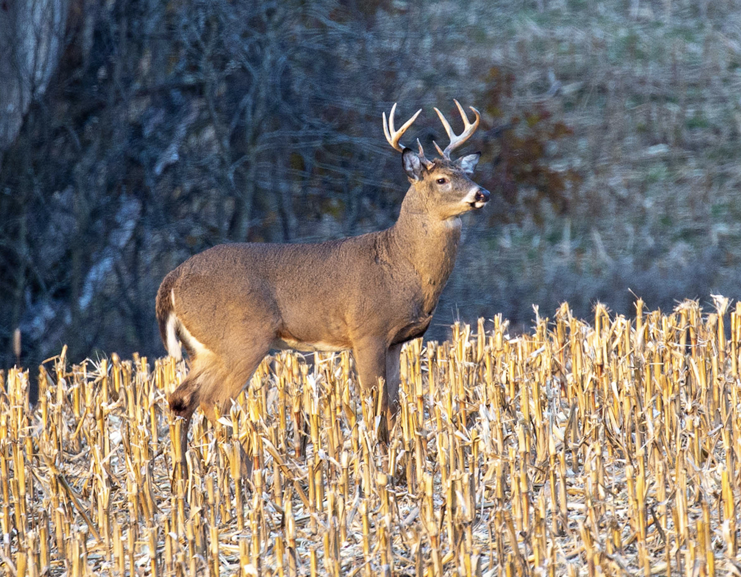 A whitetail buck stands in a cut cornfield in winter. 