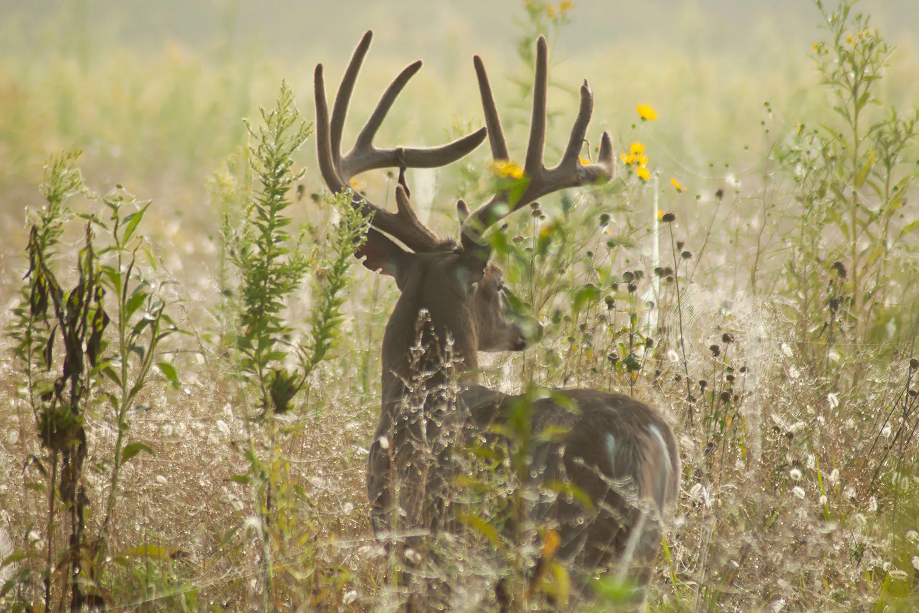 A velvet buck in Tennessee. 