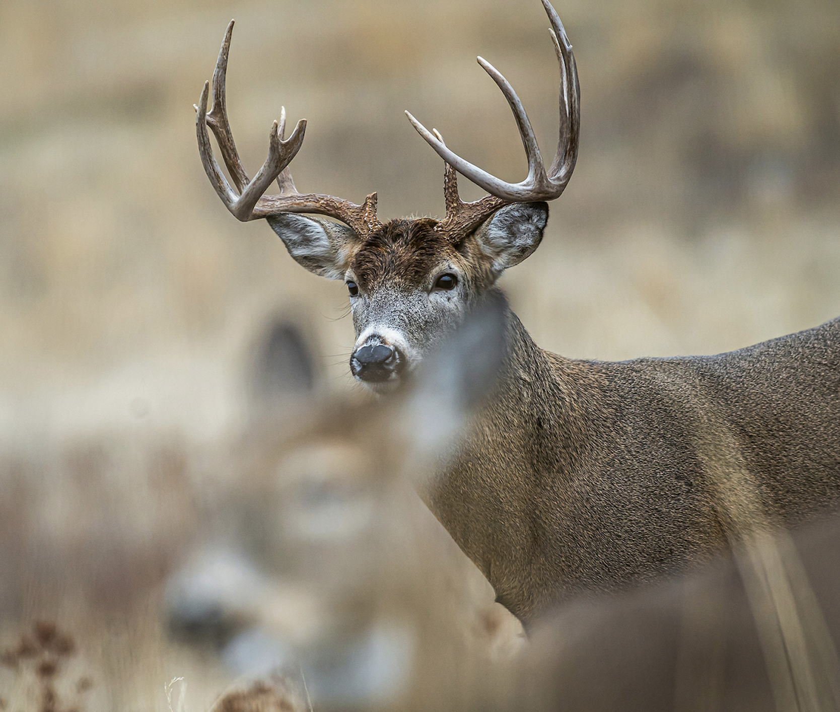 A whitetail buck tending a doe.