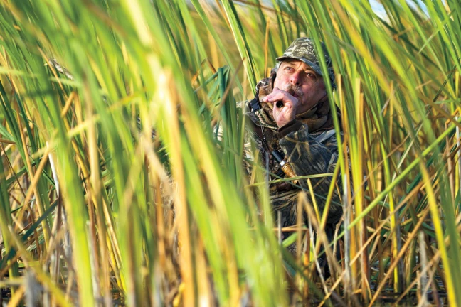 Duck hunter blowing duck call in marsh