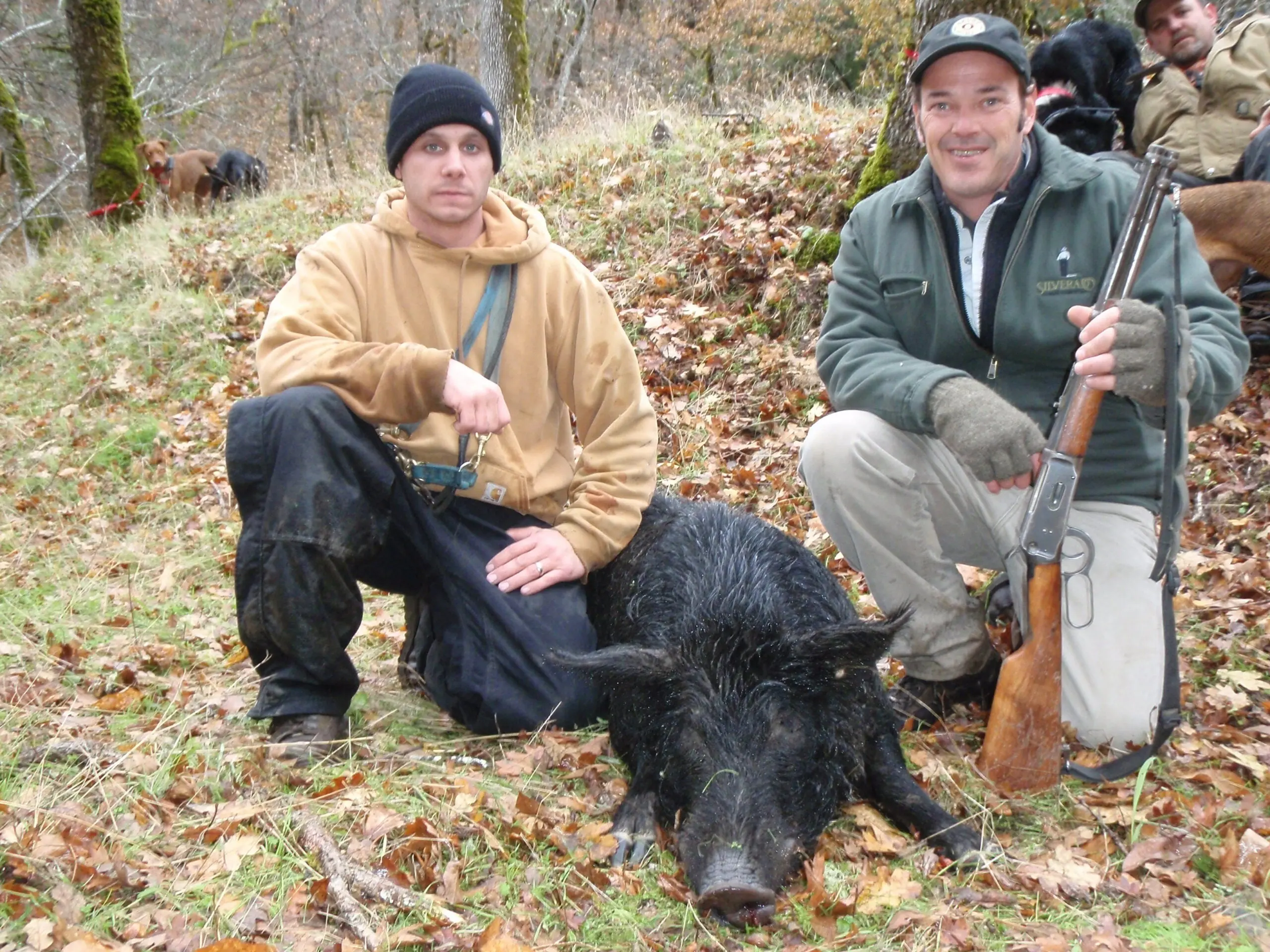 Feral hogs are pursued hunted with the aid of trained hunting dogs. 