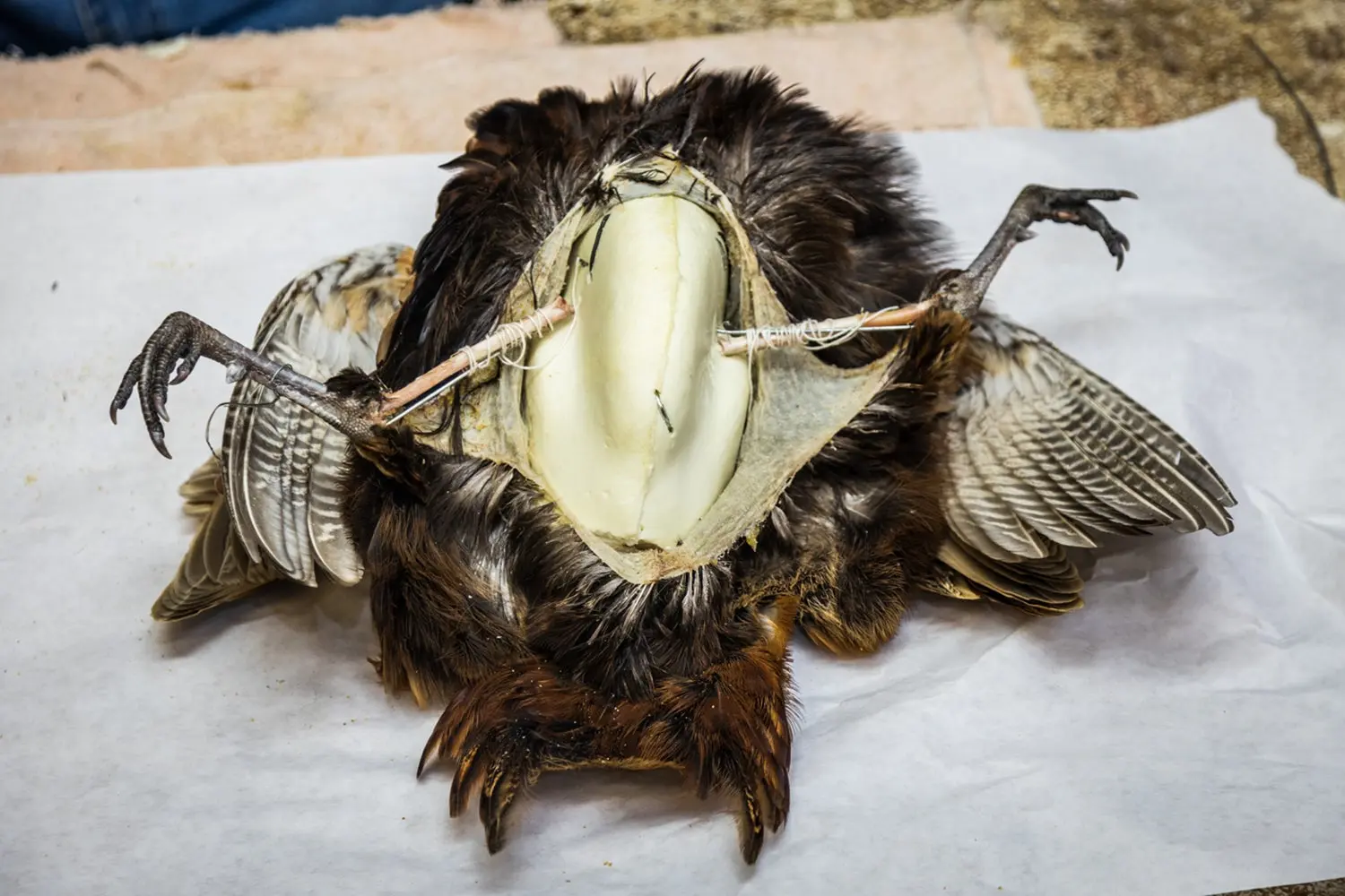 Pheasant taxidermy with the form exposed.