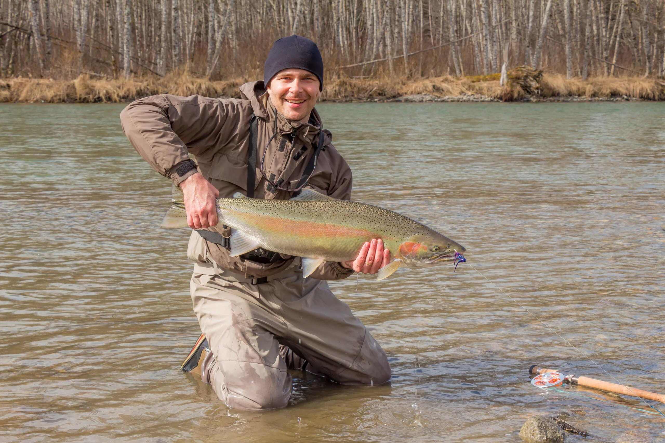 A fly fisherman holding a big steelhead in the spring sun, on the Kalum River, Skeena Region, British Columbia, Canada