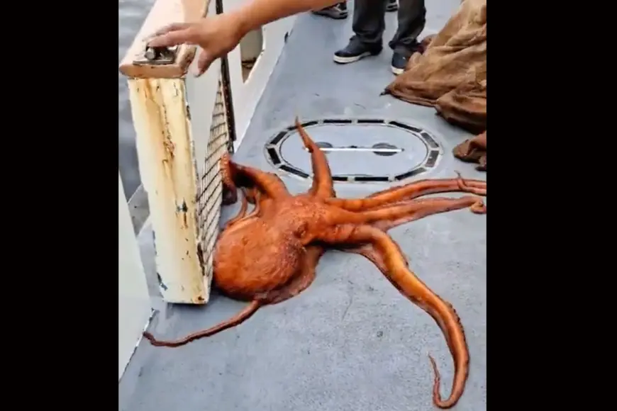 octopus