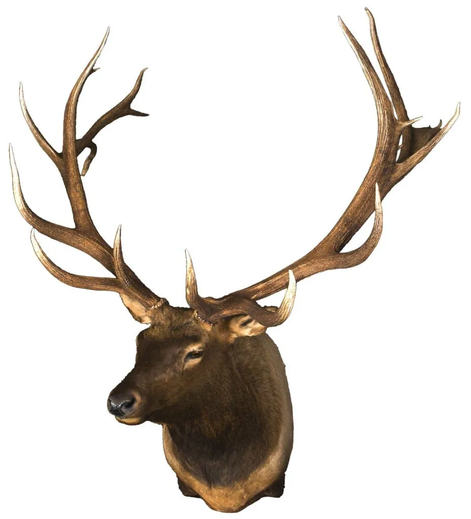 An elk trophy mount on a white background.