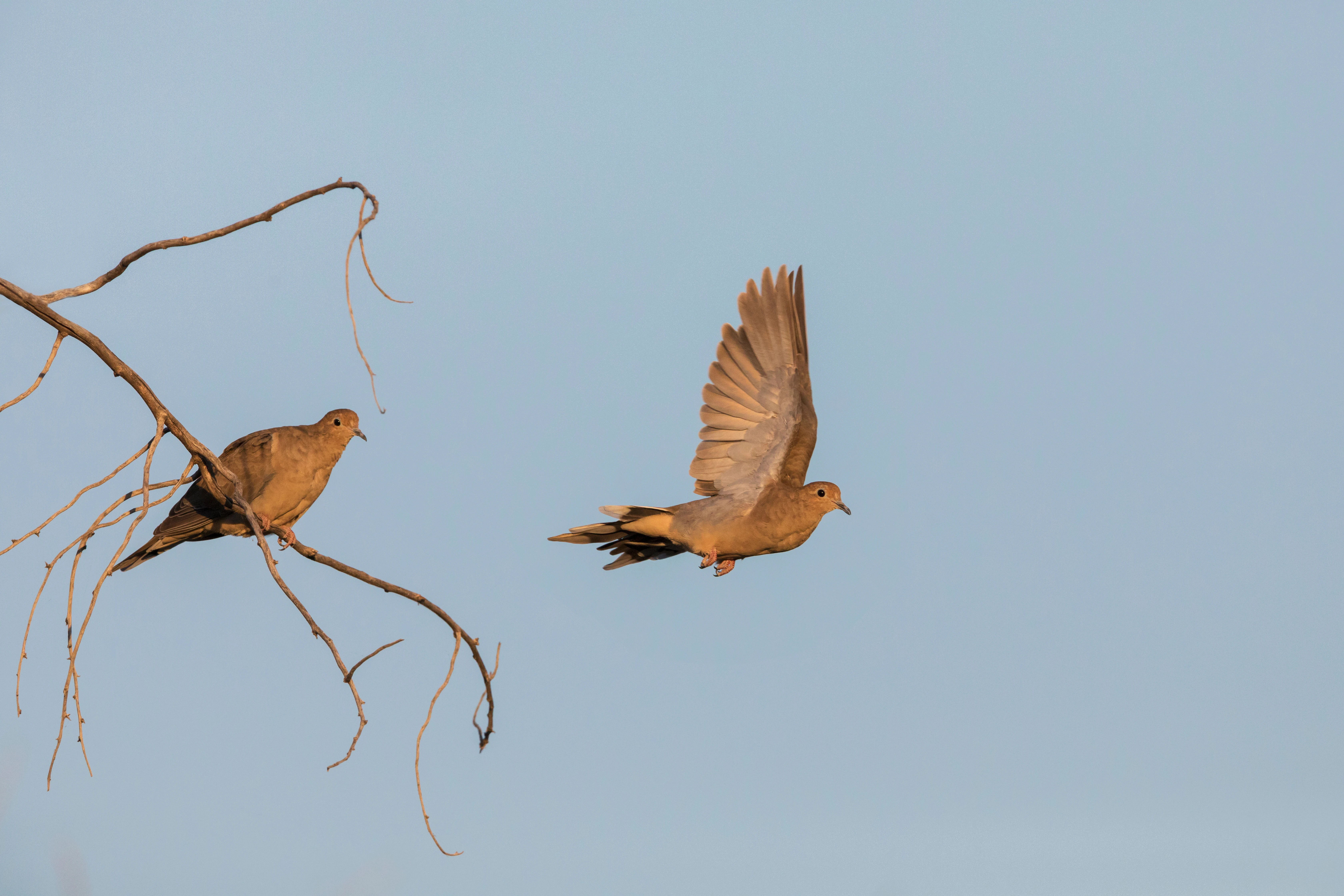 A pair of mourning dove, one one tree branch, the other flying. 