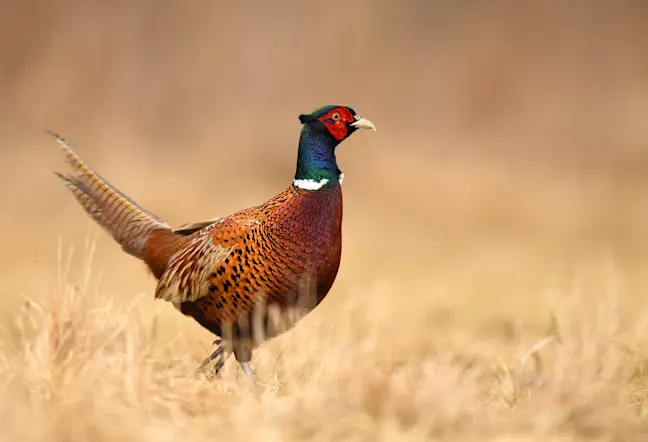 A male pheasant stands in a field