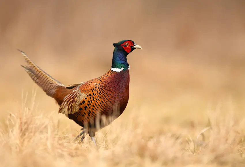 A male pheasant stands in a field