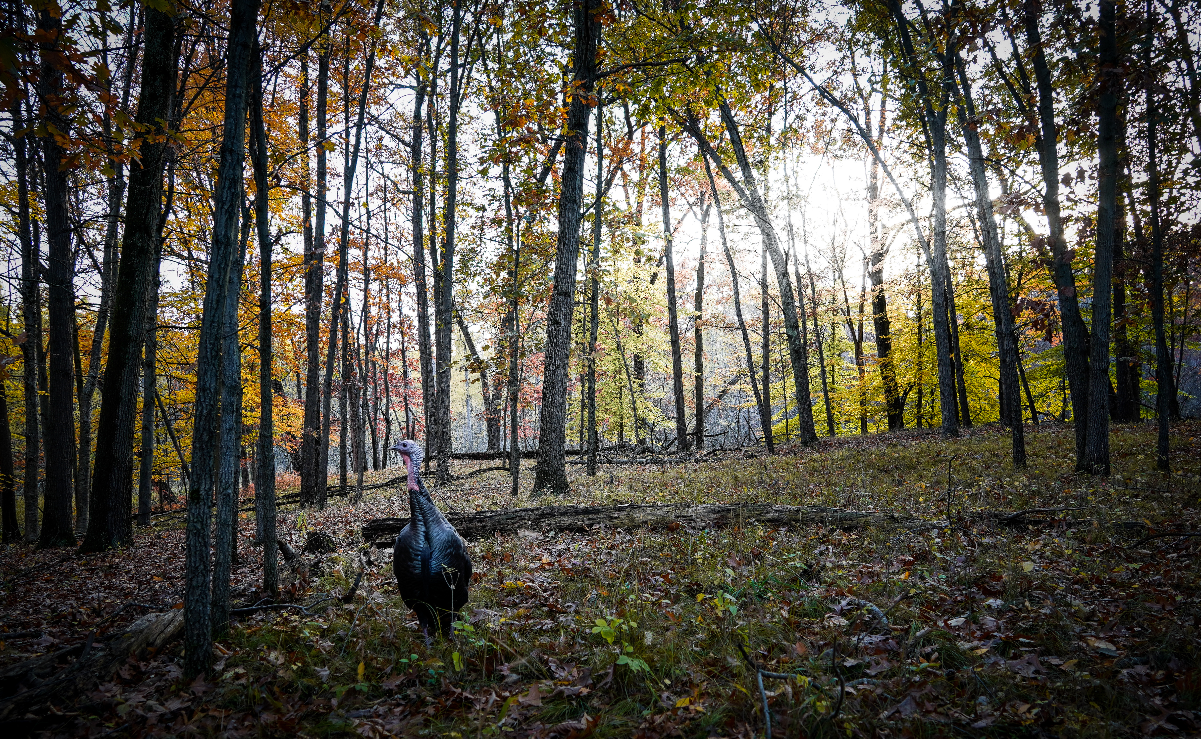 Turkey standing in the woods