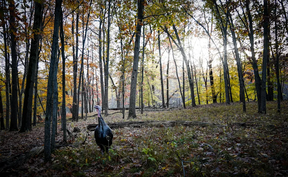 Turkey standing in the woods