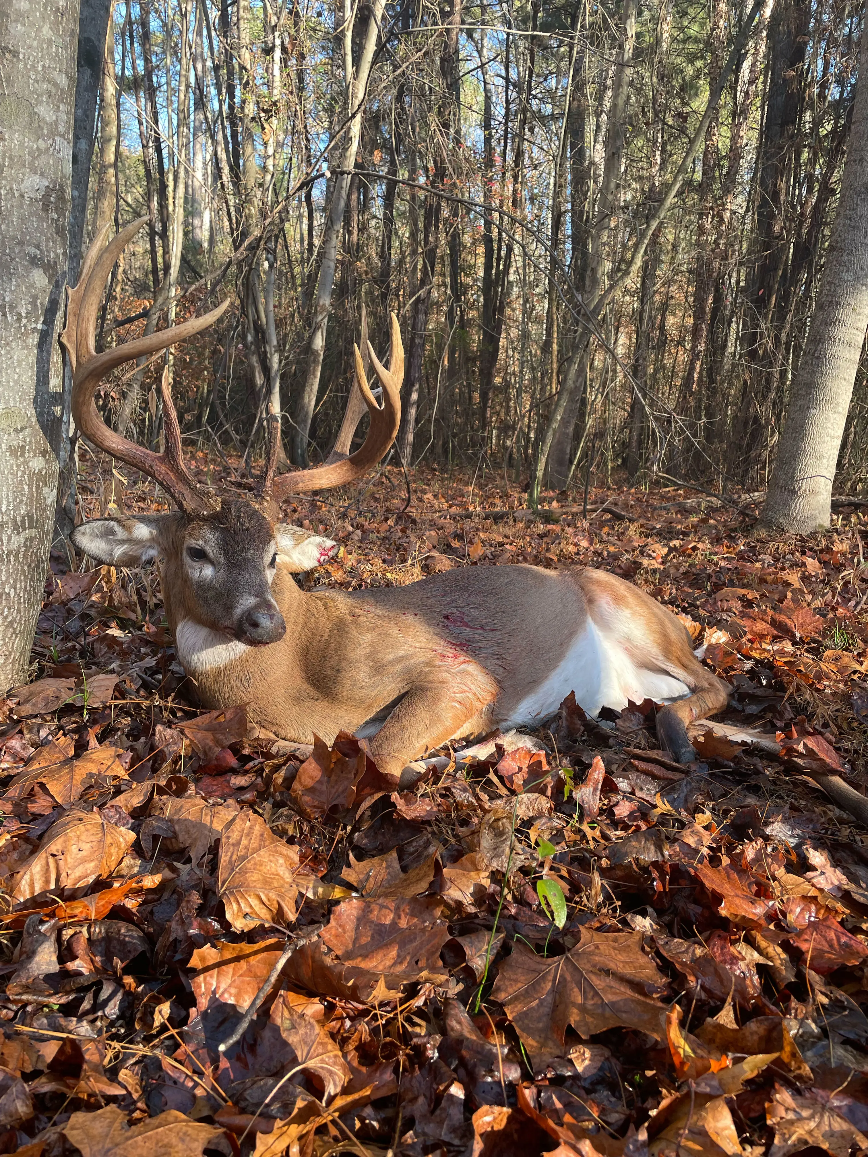 A trophy whitetail taken in Virginia. 