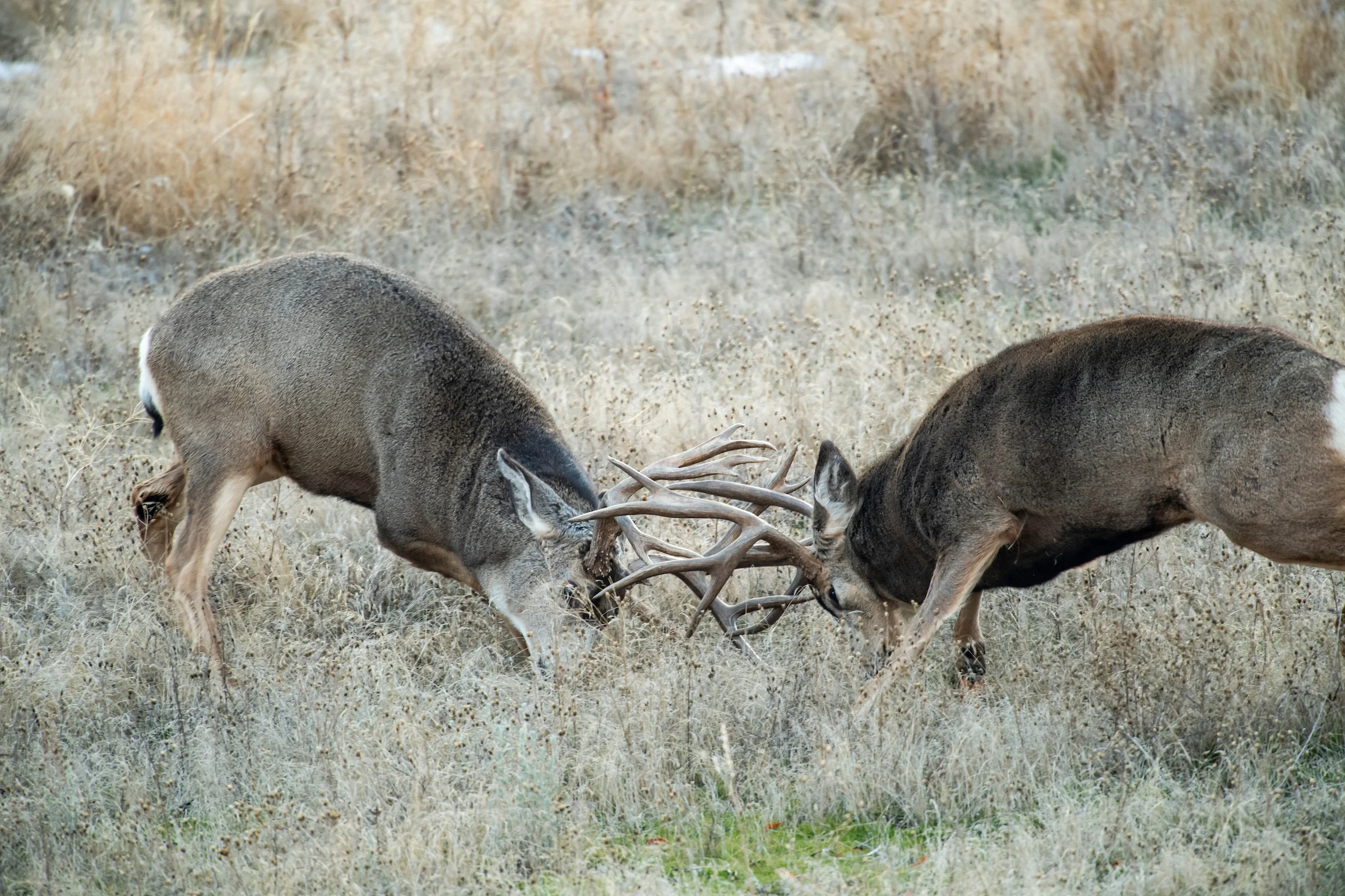 Mule deer bucks smash antlers in a fall meadow.
