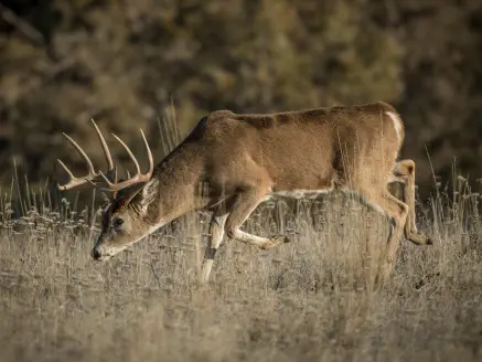 A whitetail deer walks through a large open field.