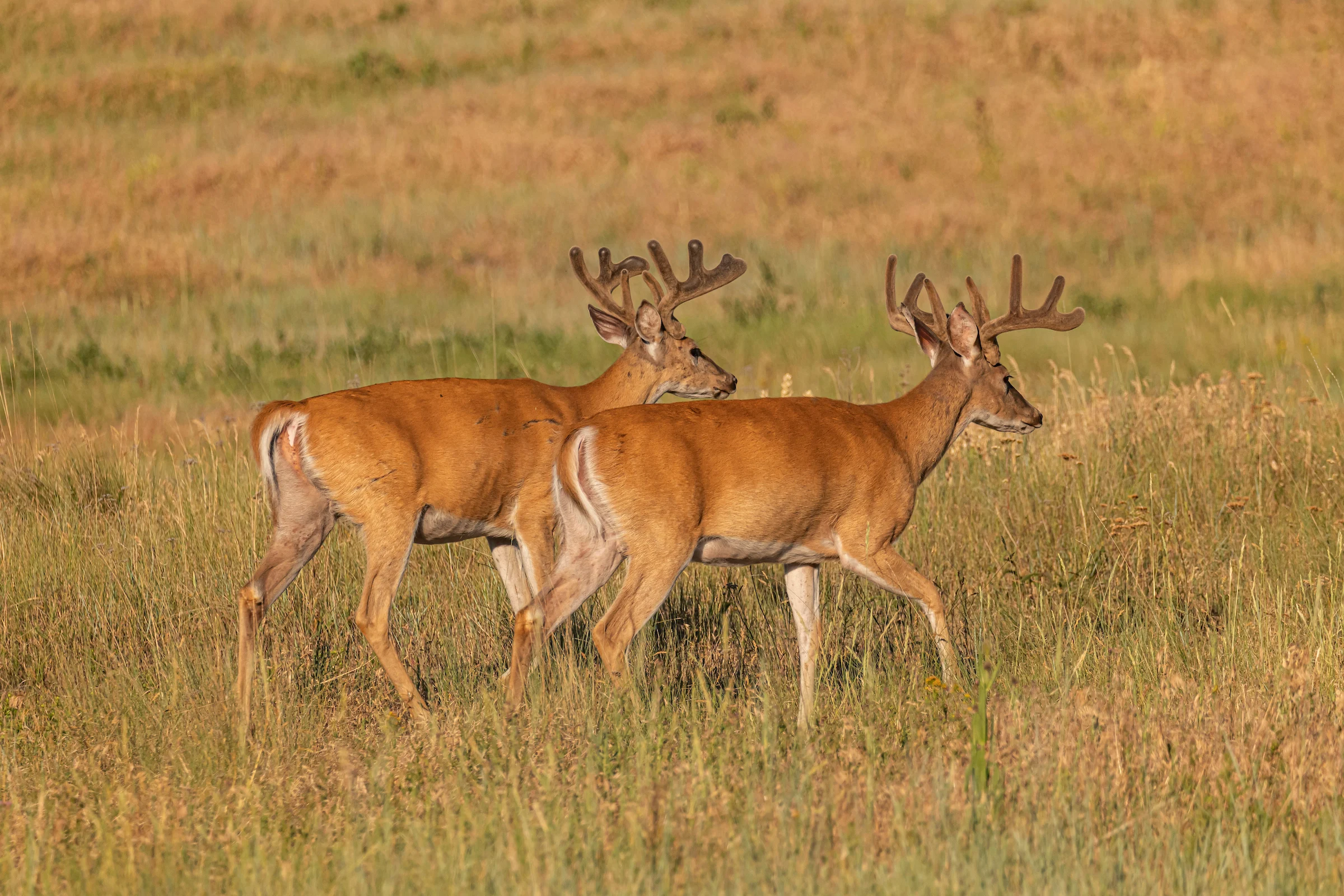 Two velvet antlered whitetail buck walk side-by-side on the open prairie.