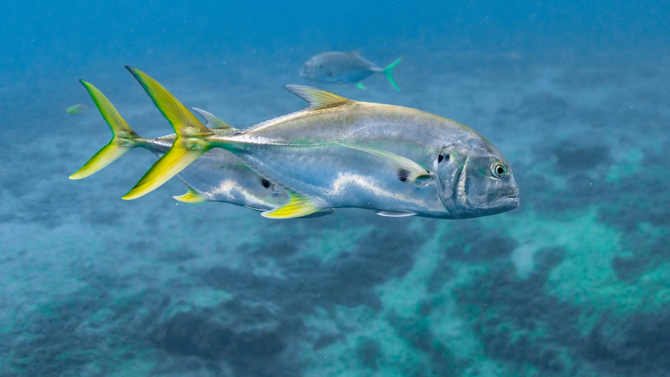 Photo of two crevalle jack swimming near Florida