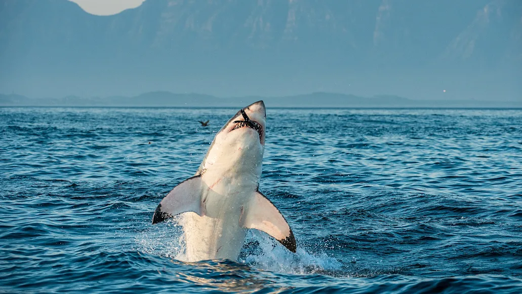 Photo of a great white shark eating
