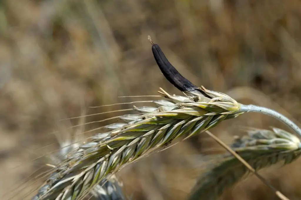 Ergot, or spurred rye Claviceps purpurea