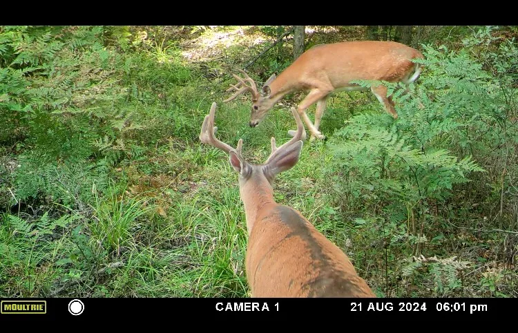 Summer whitetail bucks visiting a mock scrape site.