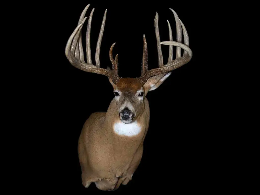 A trophy deer mount on a black background.