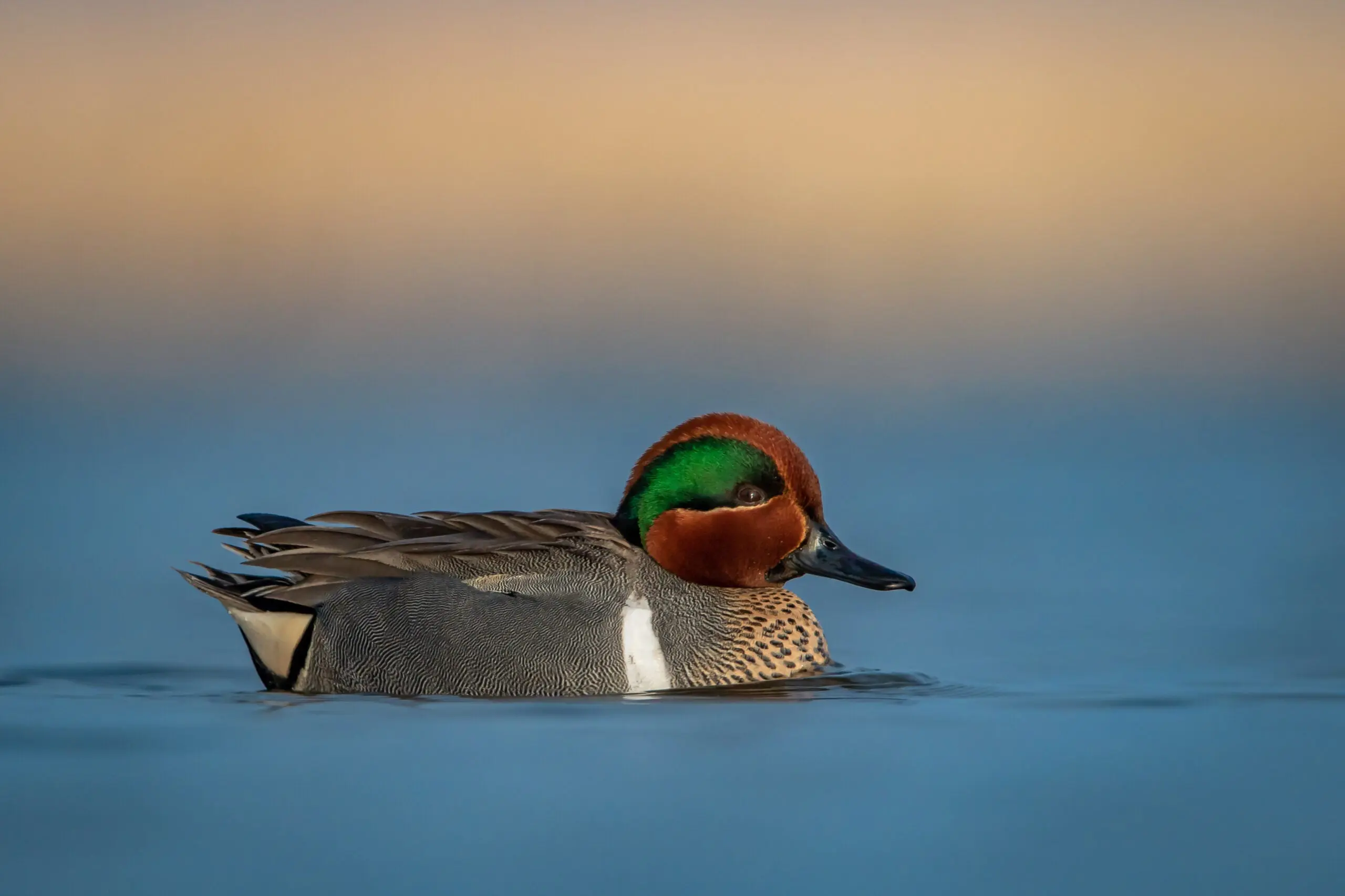 Drake greenwing teal swimming along the blue surface of a lake