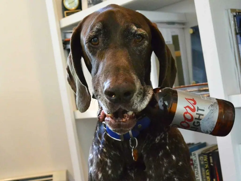 dog with a beer in its mouth