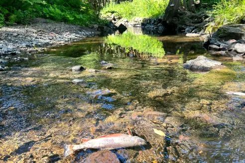 Dead fish lie in Tischer Creek in Duluth, Minnesota, Aug. 5, 2024. 