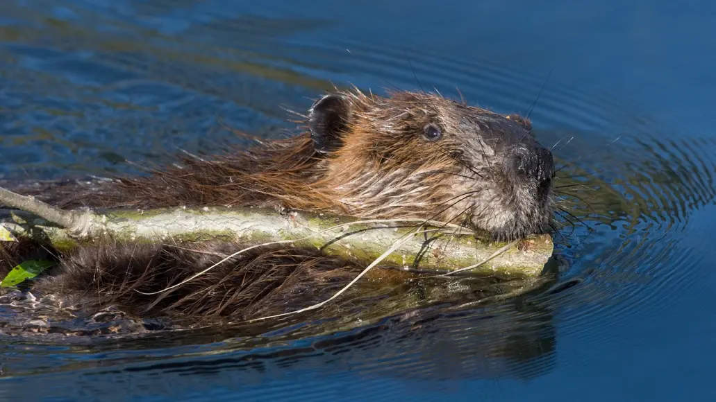 photo of a beaver