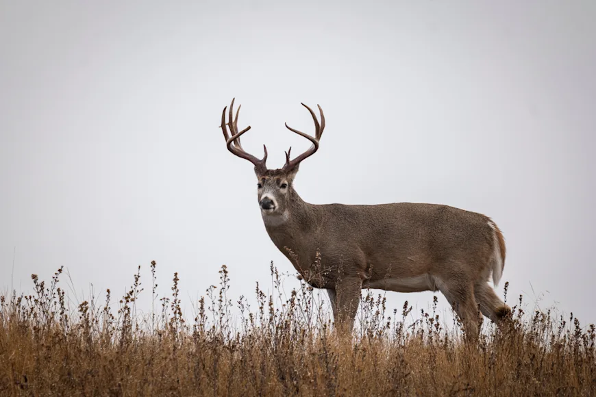 A large whitetail buck pauses at the top of a grassy hillside