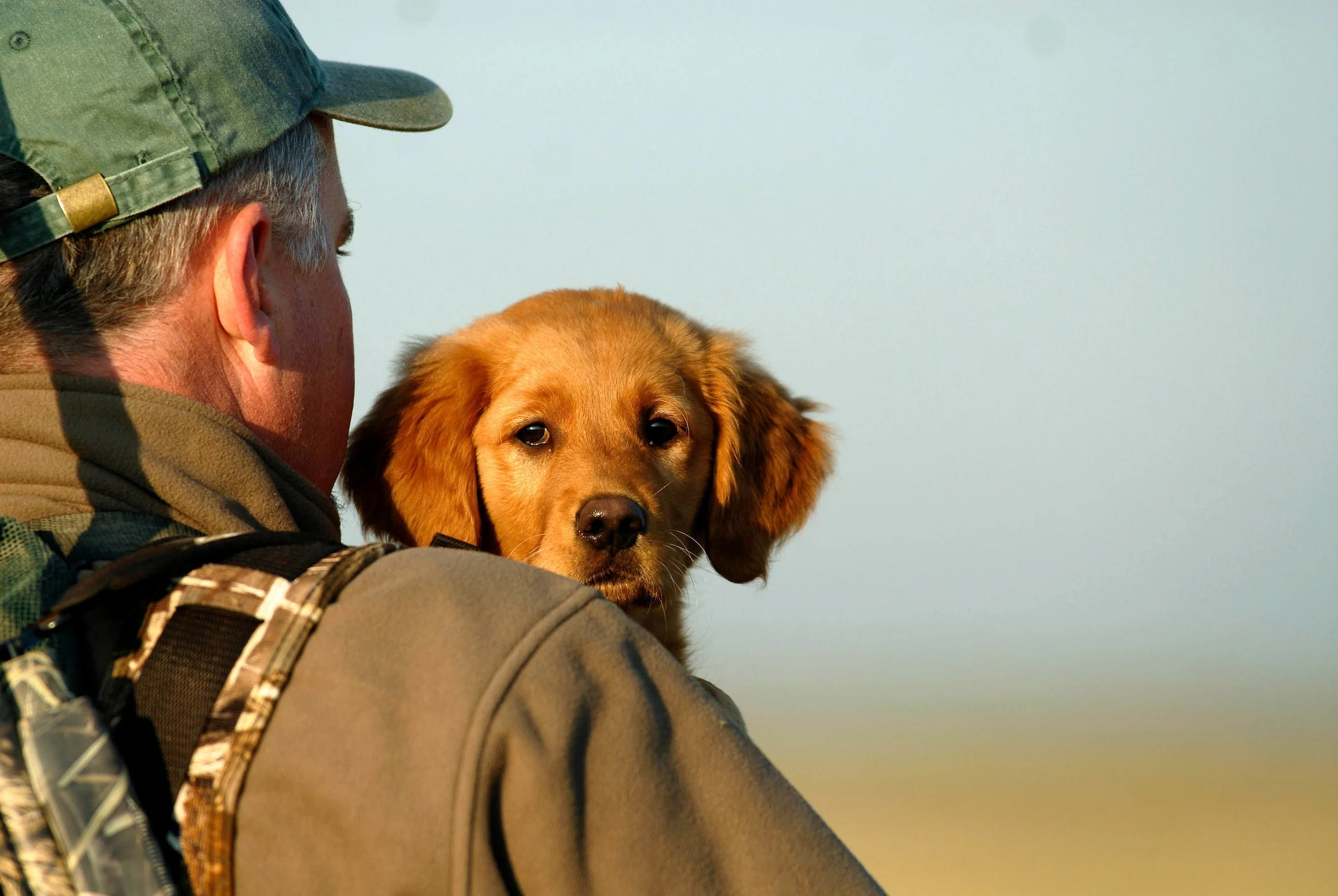 golden retriever puppy