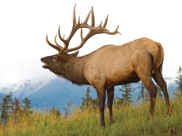 Trophy bull elk bugles from a mountainside meadow