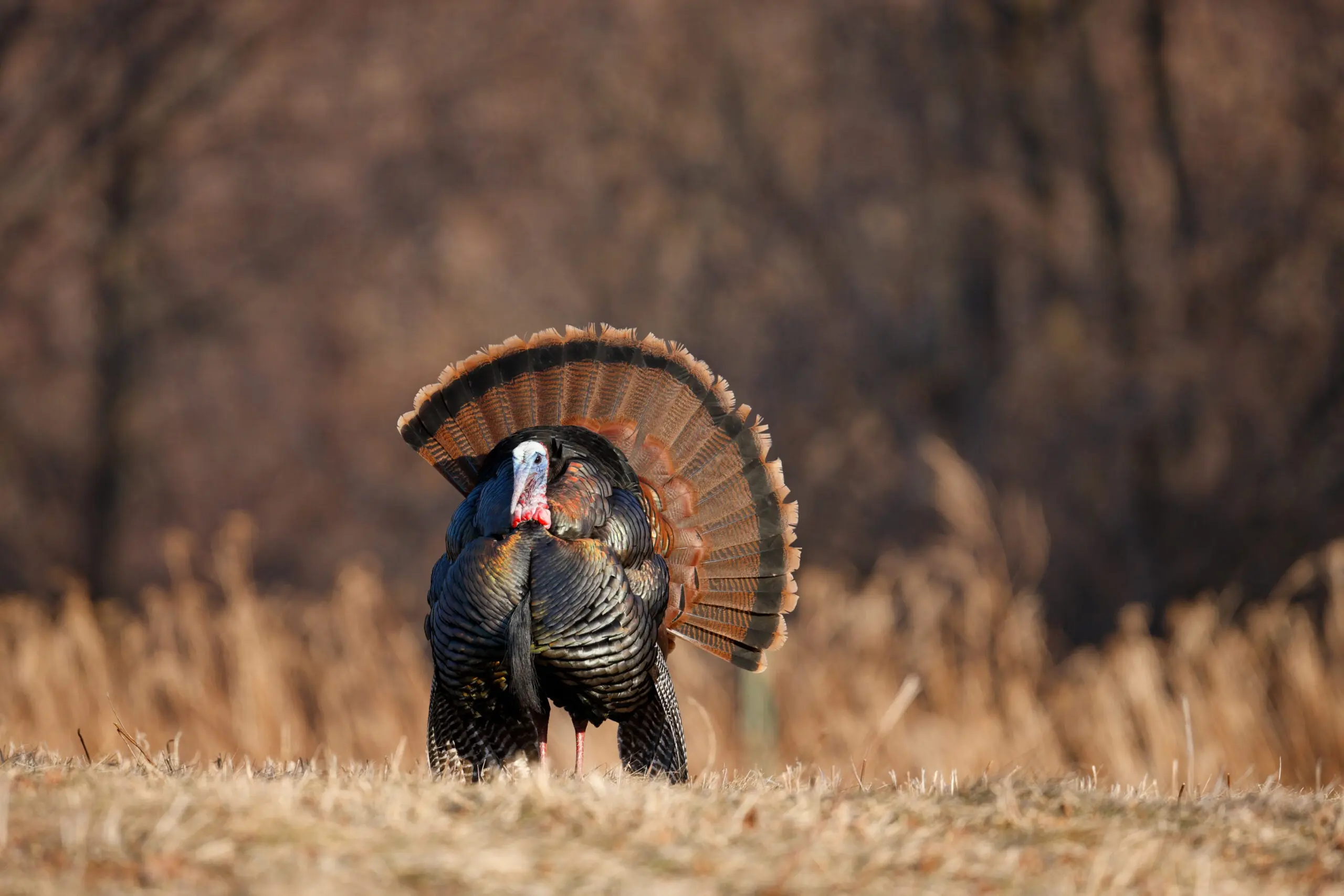 eastern wild turkey