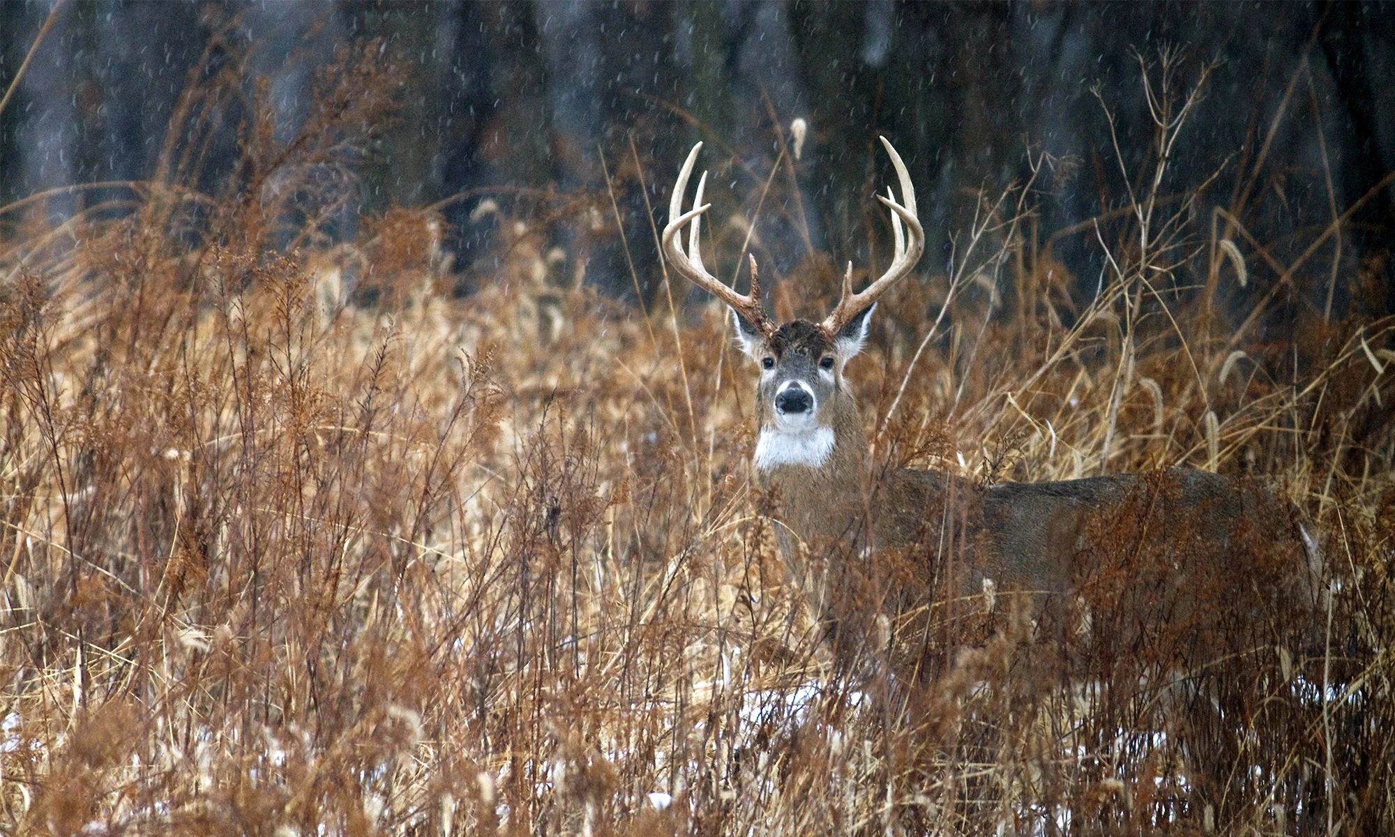 A winter buck stands in a swamp with woods in background