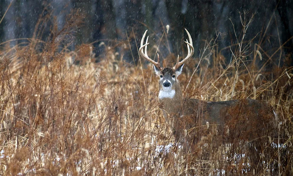 A winter buck stands in a swamp with woods in background