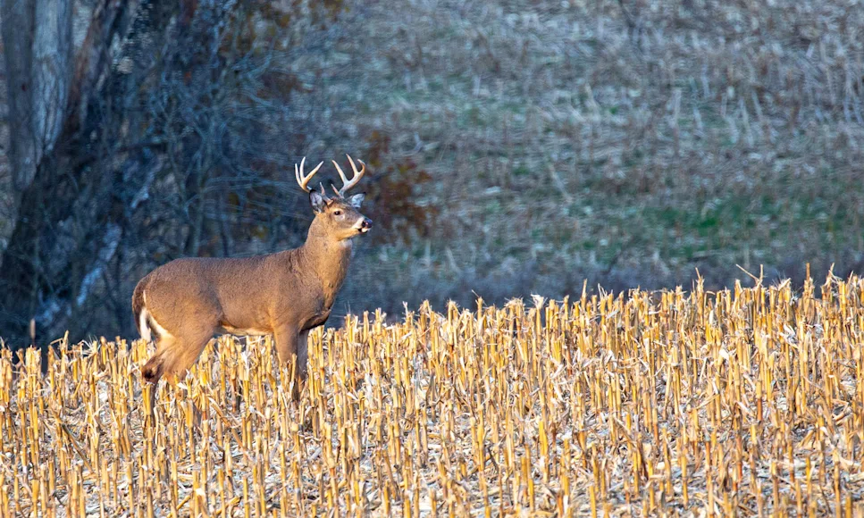 A whitetail buck walks into a cut cornfield in winter.