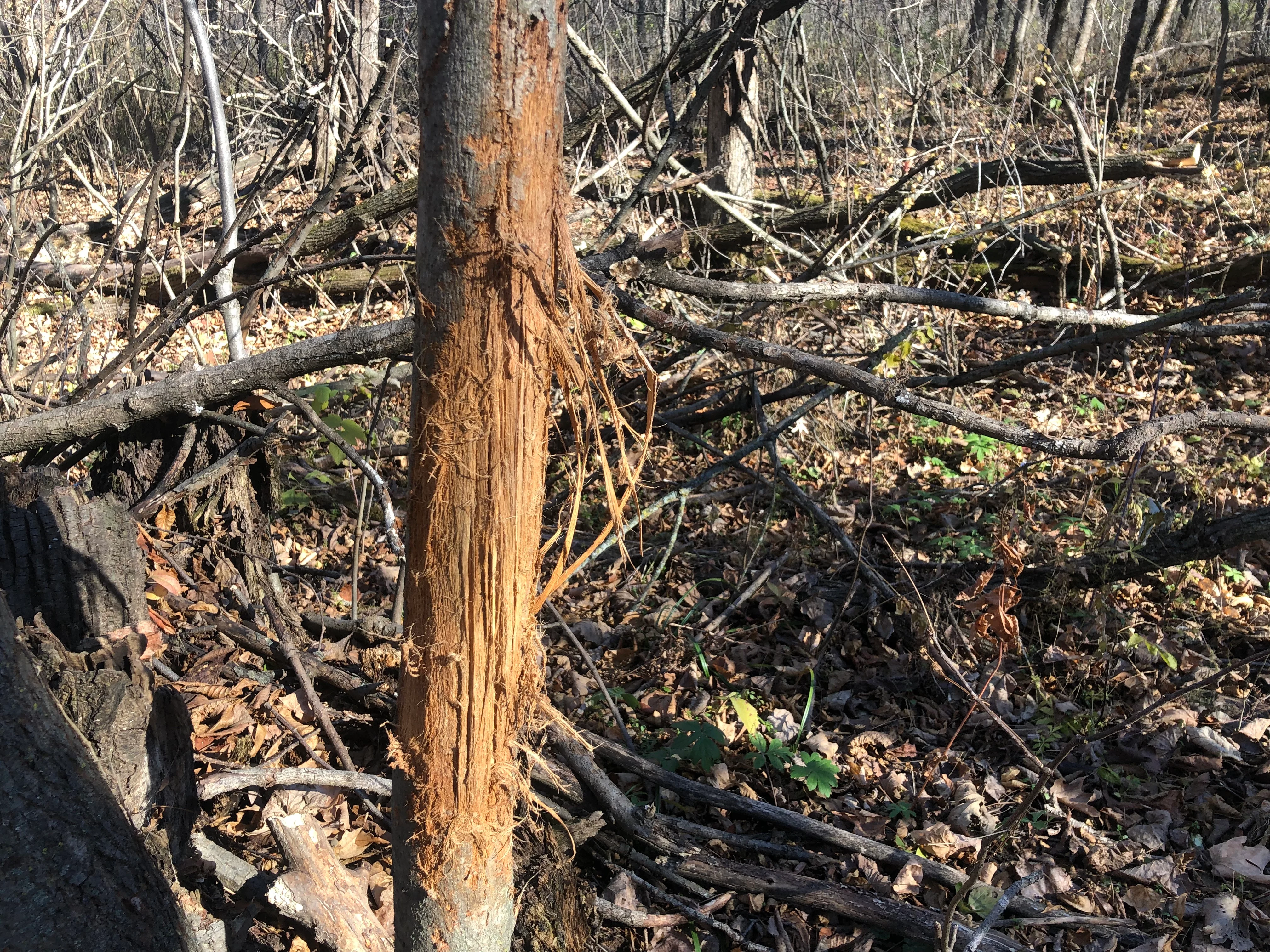 A deer rub on a sapling in spring.